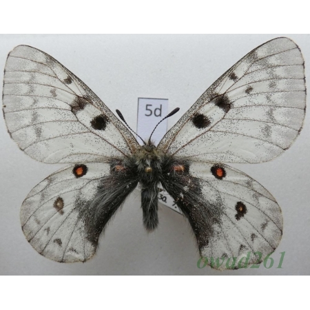 Parnassius jacquemontii Boisduval, 1836 male Tadjikistan5d